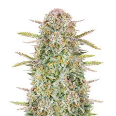 Bruce Banner Auto, Фасовка: 1